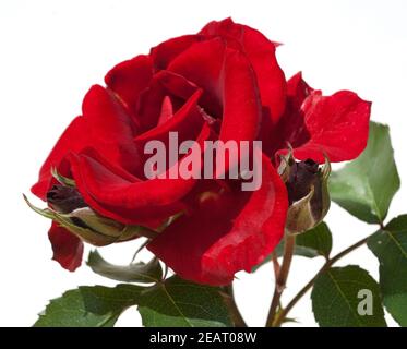 Roter, Korsar, Strauchrose rot Foto Stock