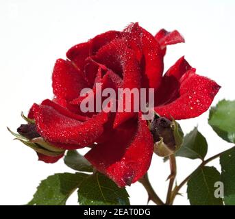 Roter, Korsar, Strauchrose rot Foto Stock