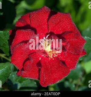 Roter, Korsar, Strauchrose rot Foto Stock