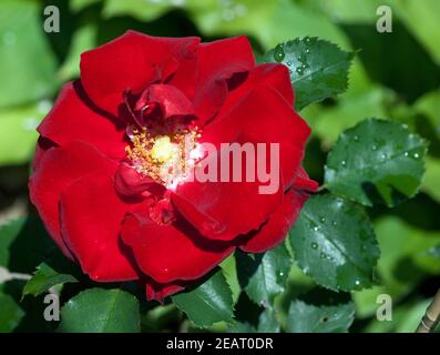 Roter, Korsar, Strauchrose rot Foto Stock