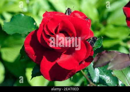 Roter, Korsar, Strauchrose rot Foto Stock