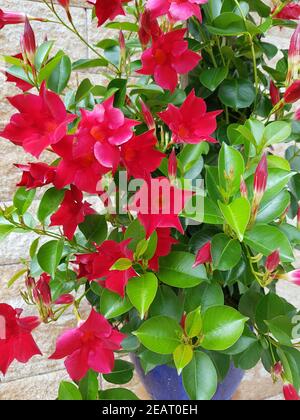 Dipladenia, Sanderi, Sundaville, Balkonblumen, Kuebelpflanze Foto Stock