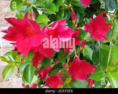 Dipladenia, Sanderi, Sundaville, Balkonblumen, Kuebelpflanze Foto Stock