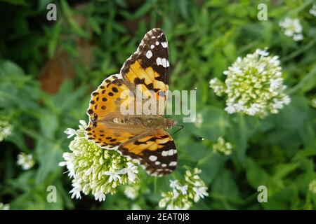 Distelfalter Cynthia cardui Centranthus alba Foto Stock