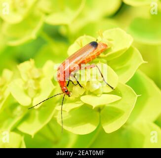 Roter Weichkaefer Rhagonycha fulva Foto Stock