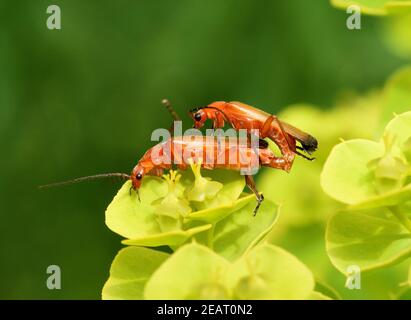 Roter Weichkaefer Rhagonycha fulva Foto Stock