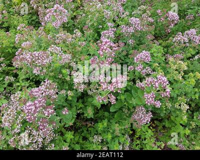 Dost Origanum, vulgare oreganum Wilder Majoran Foto Stock