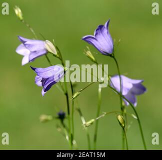 Rundblaettrige Glockenblume Campanula rotundifolia Foto Stock