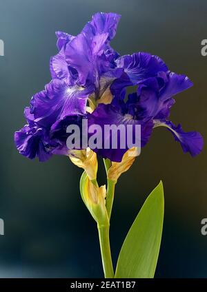 Schwertlilie, Iris Barbata-Elatior, Ritmo blu Foto Stock