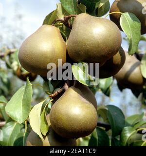 Uta Birne Foto Stock