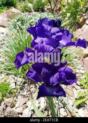 Schwertlilie, Iris Barbata-Elatior, Ritmo blu Foto Stock