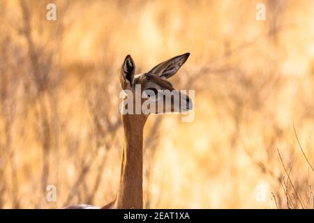 Antilopi dell'Africa. Gazzelle gerenuk. Samburu, Kenya. Foto Stock