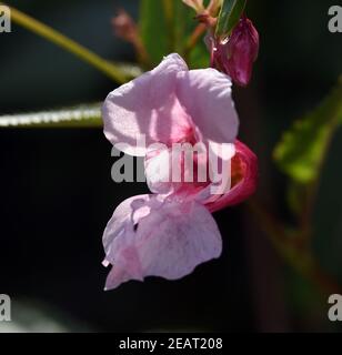 Druesiges Springkraut Impatiens glandulifera,, agrifoglio, Bachbluete Foto Stock