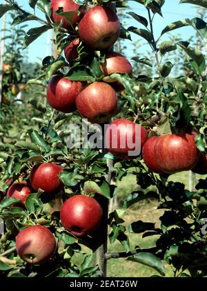 Jonagold Schneider Apfel Foto Stock