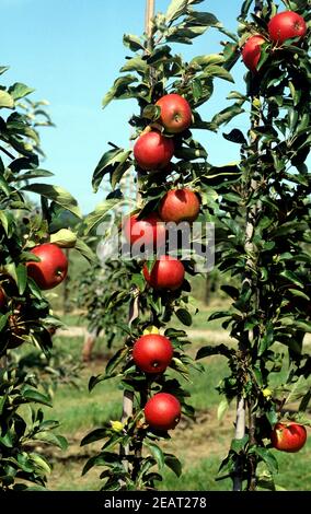 Roter Jonagold, Apfel Foto Stock