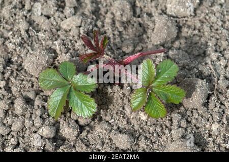 Kriechende Fingerkraut, Potentilla reptans, Sproessling Foto Stock