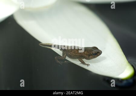 Jungfrosch, seerosen, Junge, Kroete Foto Stock