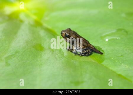 Jungfrosch, seerosen, Junge, Kroete Foto Stock