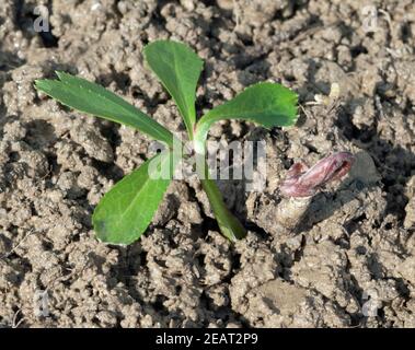 Die Christrose ist eine Heilpflanze und Arzneipflanze, Wildpflanze die im inverno blueht weiss Foto Stock