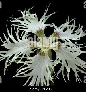 Sandnelke Dianthus arenarius Foto Stock