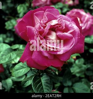 Edelrose Baron de Rothschild Foto Stock