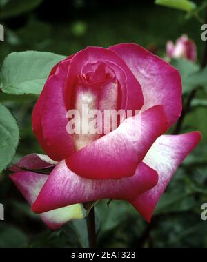 Edelrose Rose Gaujard Foto Stock