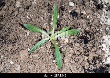 Jungpflanze, Spitzwegerich, Plantago Lanceolata Foto Stock