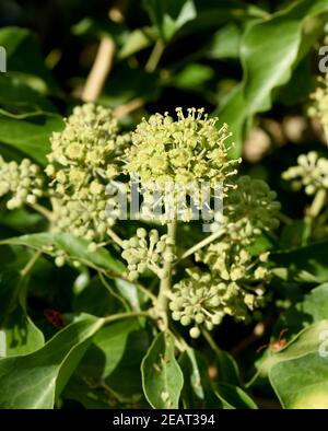 Efeu, Hedera, Helix, Blatt, Bluete Foto Stock