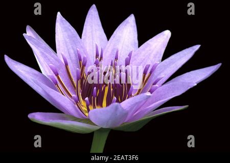 Il Blauer Aegyptischer Lotus; Nymphaea Caerulea; Wasserpflanzen Foto Stock