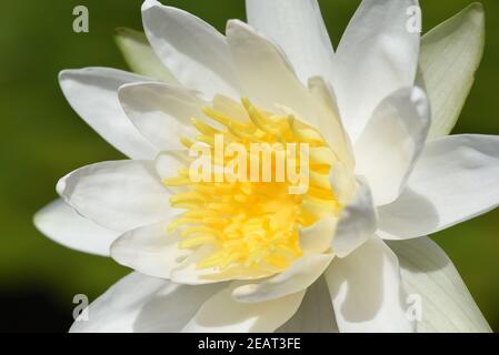 Weisse Seerose, Nymphaea, alba Foto Stock