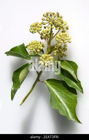 Efeu, Hedera helix, Blatt, Blueten, Foto Stock