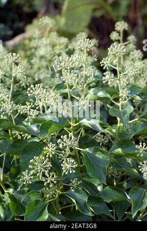 Efeu, Hedera Helix, Blatt, Blueten Foto Stock