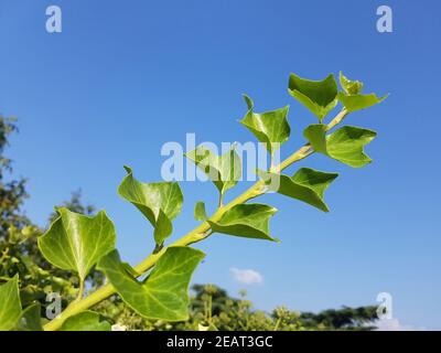 Efeu Hedera, elica Foto Stock