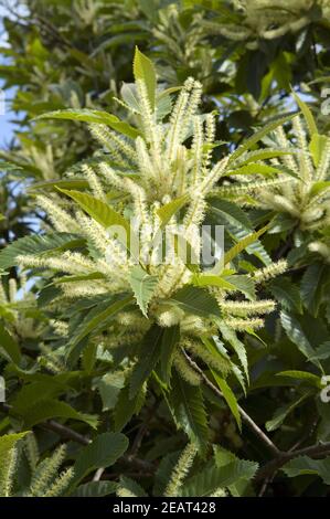 Edelkastanienbluete Foto Stock