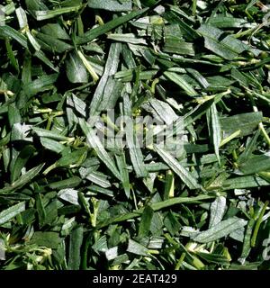 Estragona Artemisia Dracunculus Foto Stock