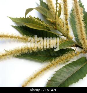 Esskastanien, Bluete, Foto Stock