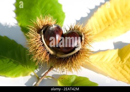 Esskastanien Foto Stock