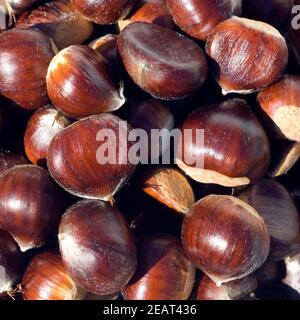 Esskastanien Maronen Foto Stock