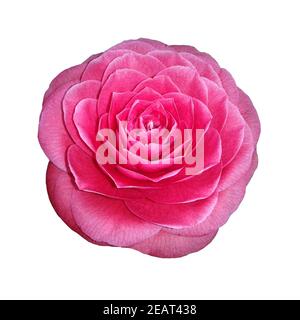 Kamelie; nero, pizzi, Camellia; Foto Stock