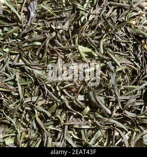 Estragon Artemisia Dracunculus getrocknet Foto Stock