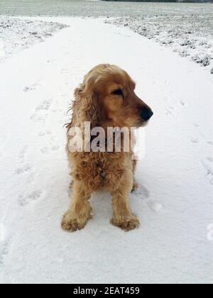 Cocker Spaniel,, Roter Foto Stock