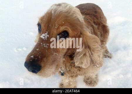 Cocker Spaniel,, Roter Foto Stock