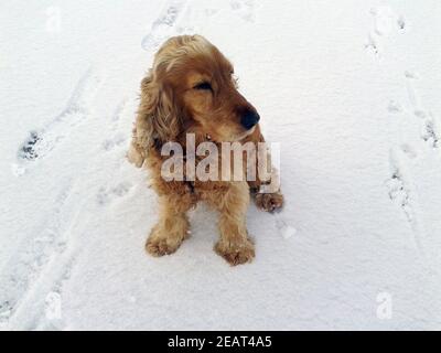 Cocker Spaniel,, Roter Foto Stock