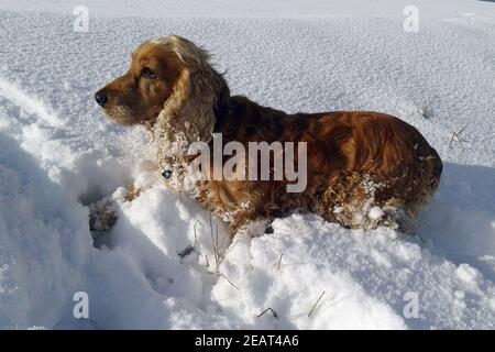 Cocker Spaniel,, Roter Foto Stock