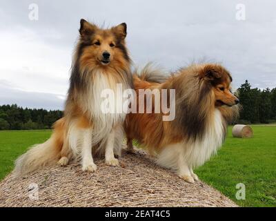 Sheltie, Shetland Sheepdog, mini collie Foto Stock