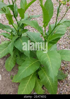 Virginischer Tabak Nicotiana, tabacum Foto Stock