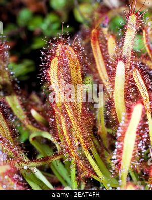 Kap-Sonnentau, Sonnentau, Drosera capensis Foto Stock