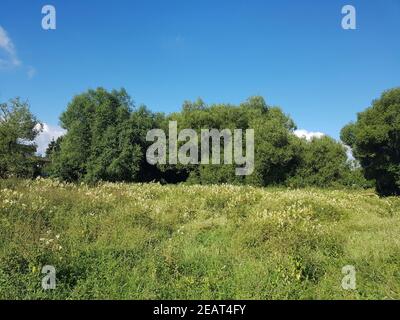 Silberweide salix alba Blatt Laubbaum, Heilpflanze Foto Stock