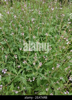 Eisenkraut, Verbene, officinalis, Vervain, Bach-Blueten Foto Stock