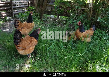 Vorwerkhuehner, gallus domesticus Foto Stock